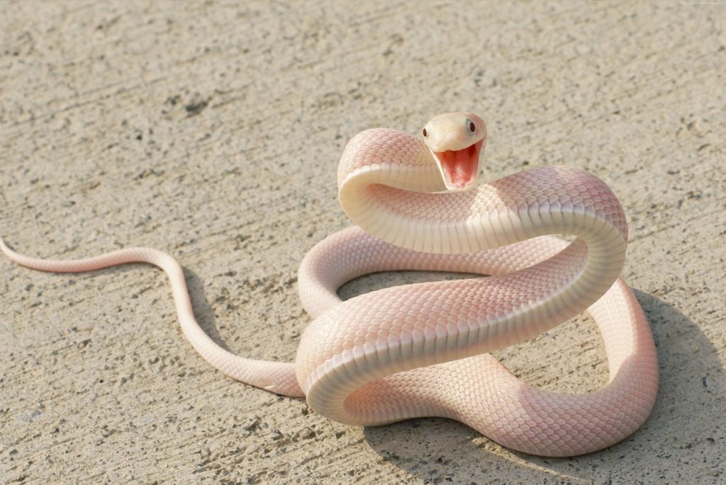 фрилансер Pink_Pyton