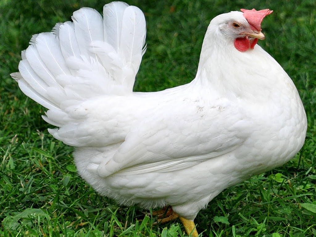 фрилансер foghorn_leghorn