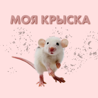 фрилансер ALINA.MIRKO